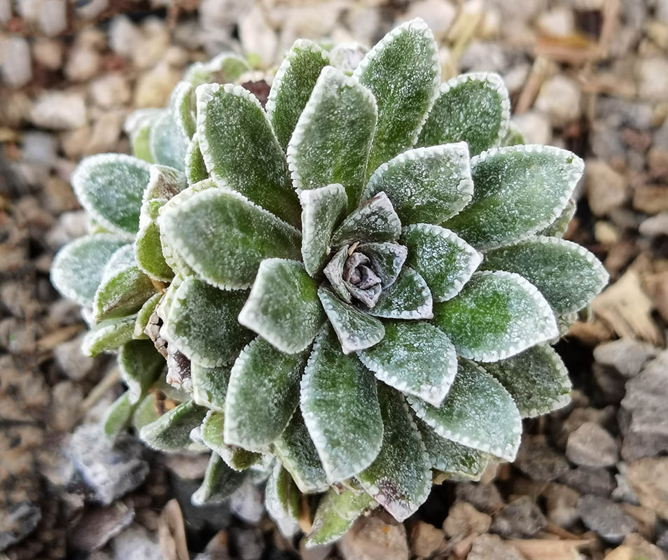 Saxifraga x pectinata 'Mount Maglic'